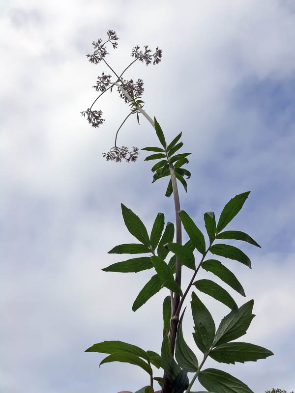 والریانا سامبوسیفولیا